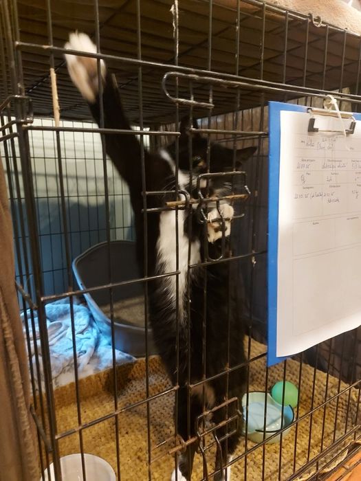 Lubisia - 5 letnia, drobna kotka bez oczka szuka domu!