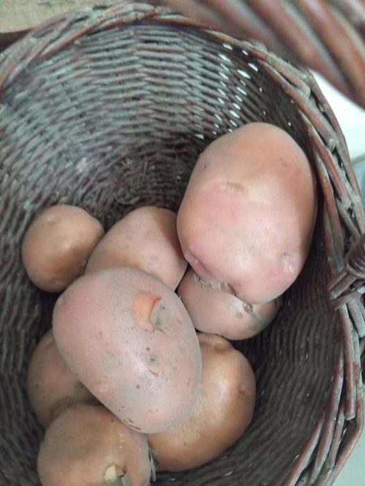 Ziemniaki na zimę  polecam