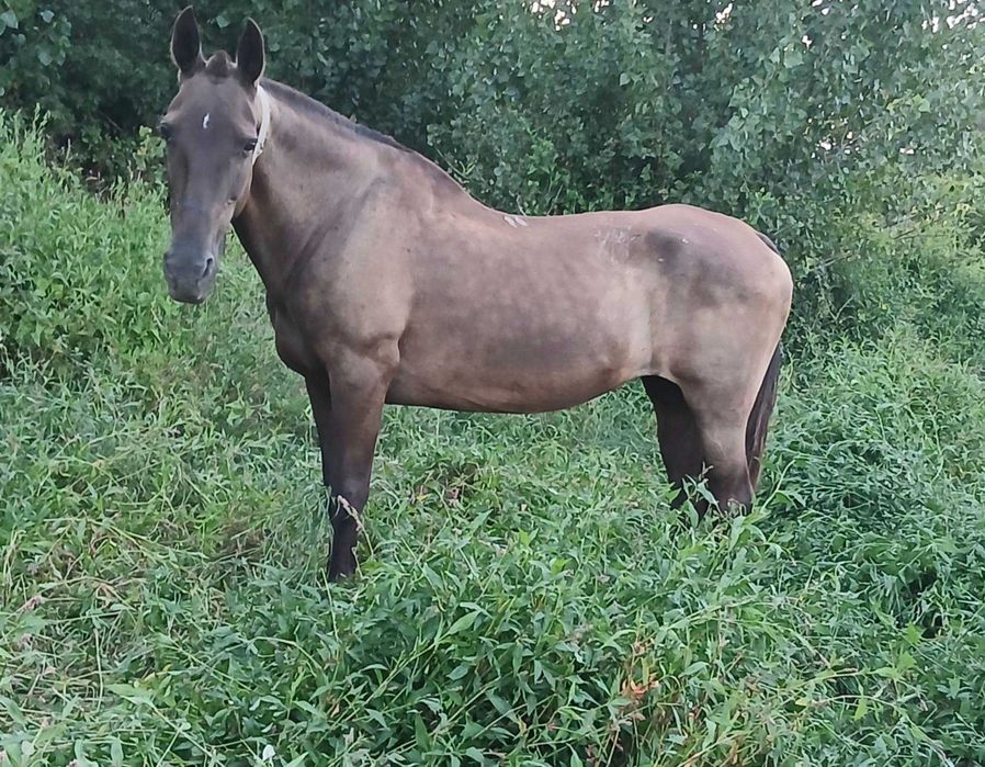 Vendo egua baia montada