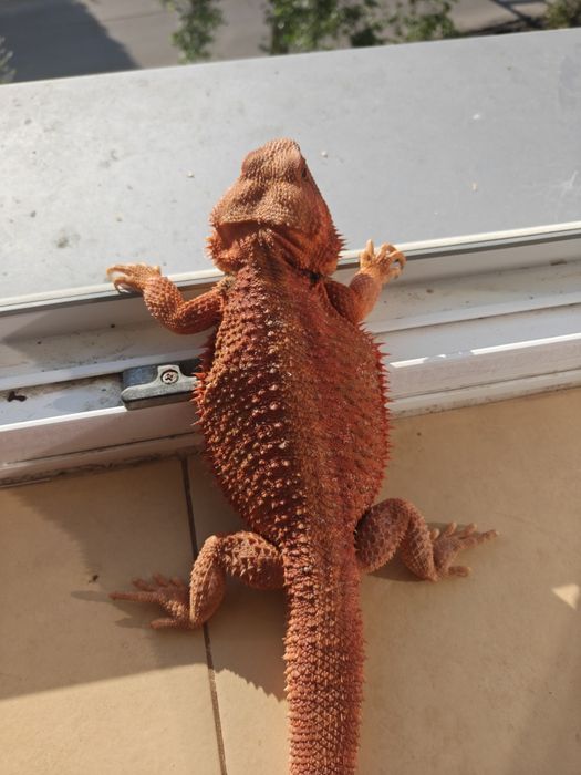 Agama brodata-samiec