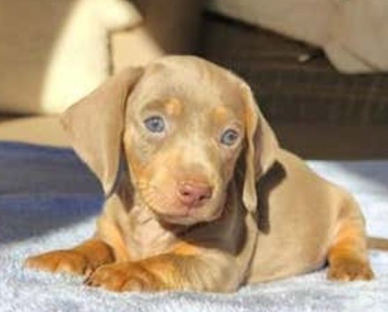 Teckel isabella miniatura