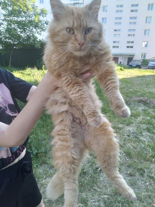 Віддам рудого кртика в люблячу родину