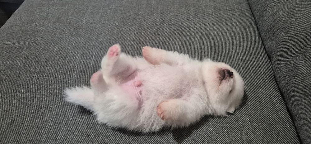 Spitz Anão macho