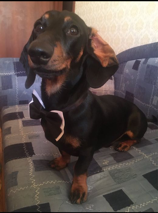 Потужні цуценята таксята