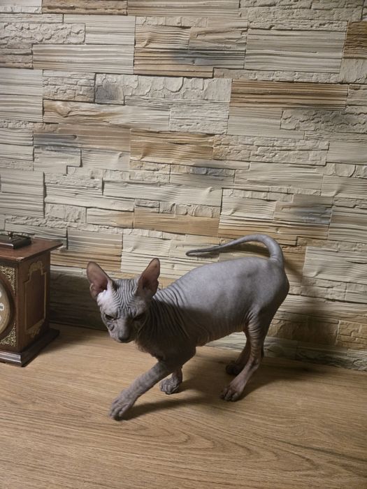 Sfinks Donski kocurek