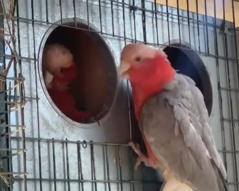 VENDO CASAL ADULTO CATATUAS GALAH