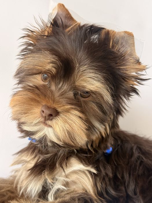 York, yorkshire terrier choco-tan Batman