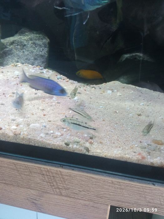 Protomelas taeniolatus red empress mlode