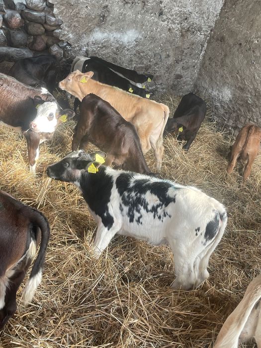 Sprzedam byczki i jałówki Działdowo dostawa cała Polska w cenie