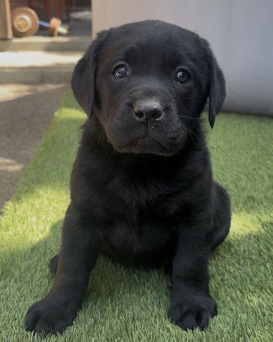 Szczenięta Labrador