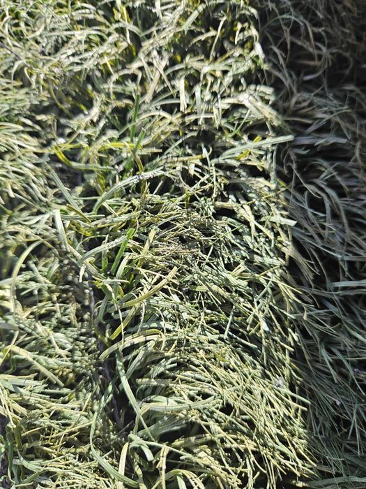 Relva Sintética Usada - Qualidade e Economia!