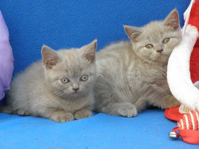 Kot Brytyjski koteczka