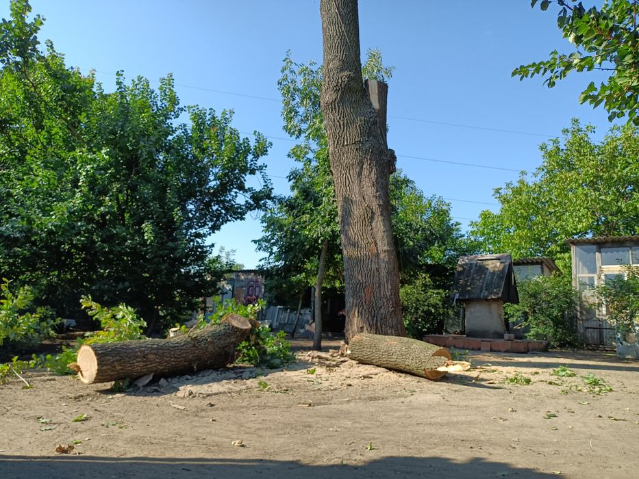 Спил опасных и аварийных деревьев без автовышки