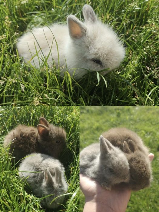Królik miniaturka karzełek Teddy