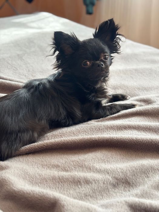 В’язка , хлопчик чихуахуа