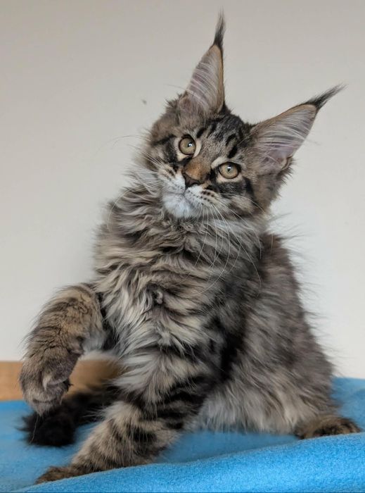 Kocurek Wiewiórek Maine Coon
