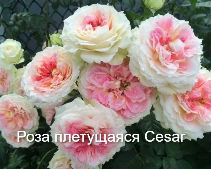 Роза плетущаяся бесколючковая Вартбург и плетущаяся роза Сезар(Cesar)