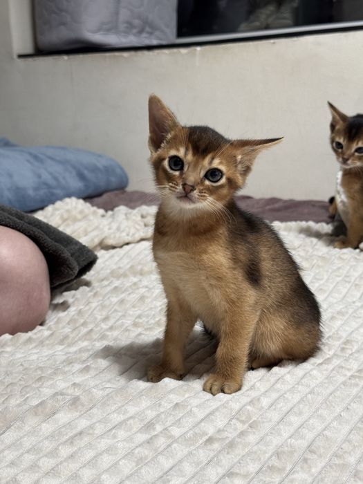 Абиссинские котята