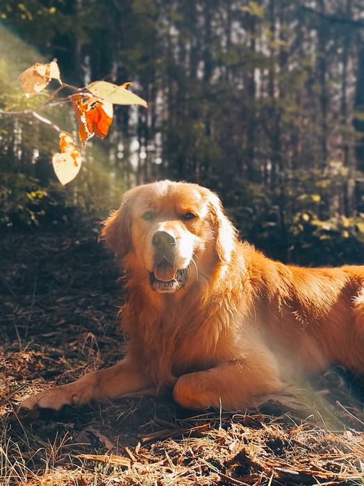 Suczka Golden Retriever