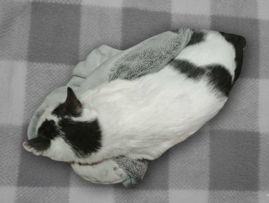 Стерилизованная кошка 2.5 лет