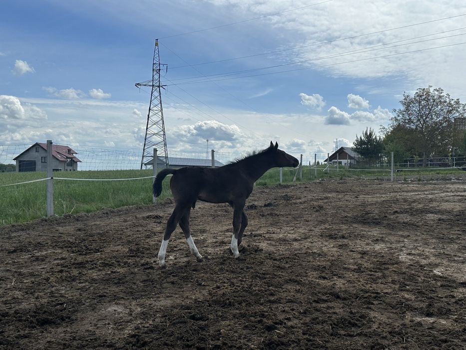 Zrebaki śląskie sprzedam