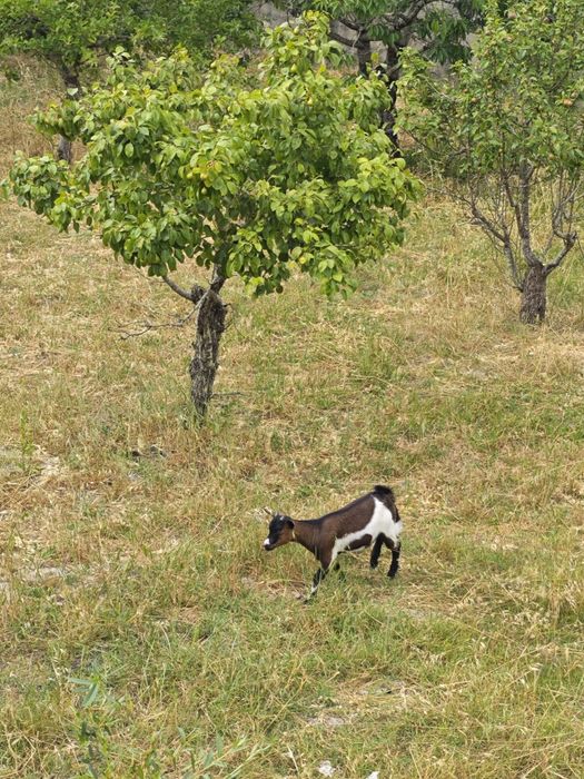 Casal de cabras anãs + oferta de 2 galinhas e um galo