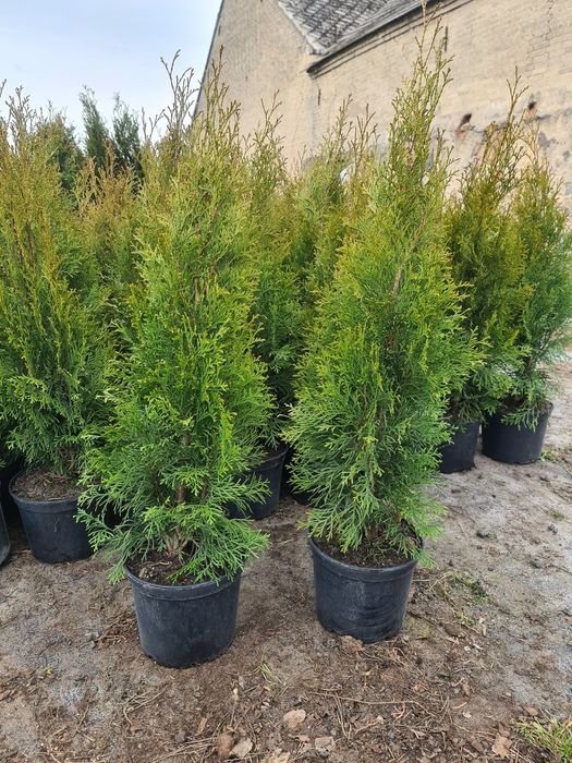 Promocja!! Tuja szmaragd 110cm! Żywopłot, ogrodzenie!!