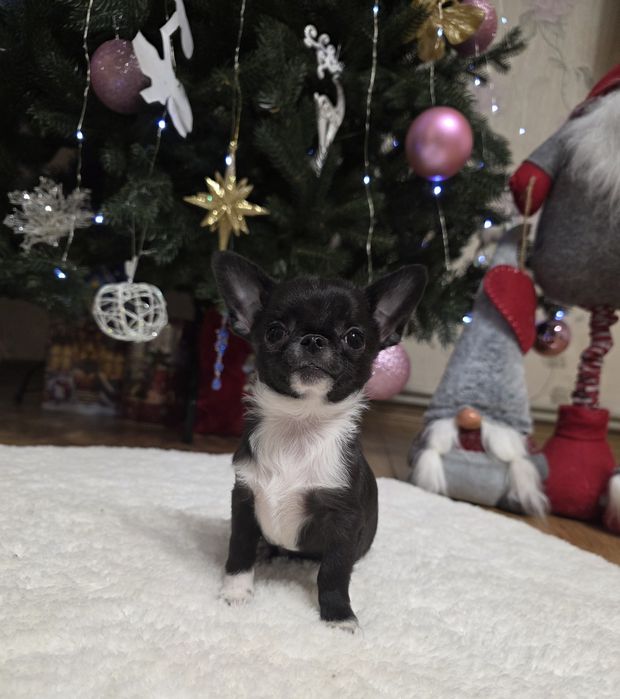 Фантастичні красунчики міні чихуахуа.