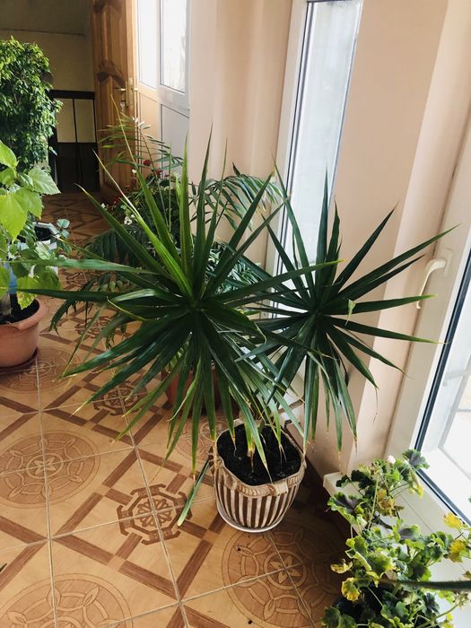 Продается пальма Драцена возраст 4 года