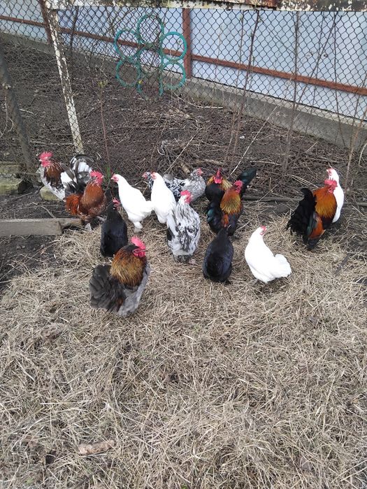Продам курочок Бентамок.