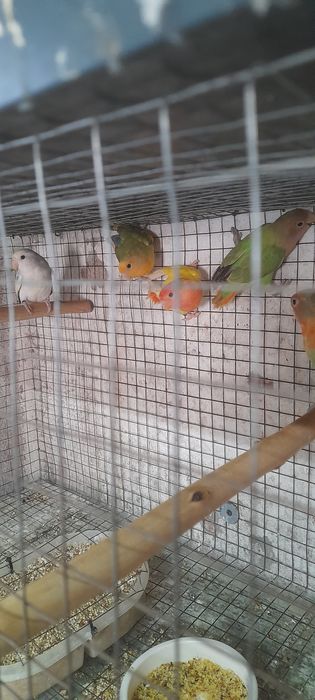 Casais de agapórnis