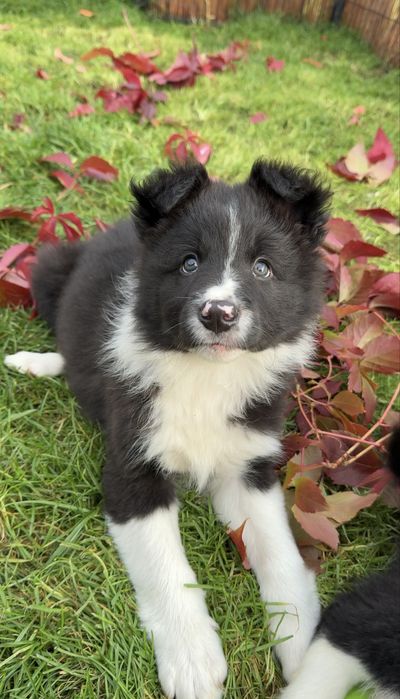 Szczeniak border collie