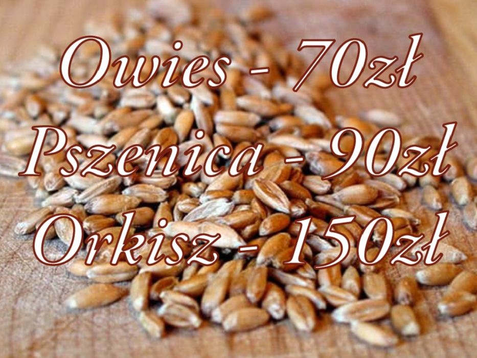 sprzedam Owies/Pszenica/Orkisz
