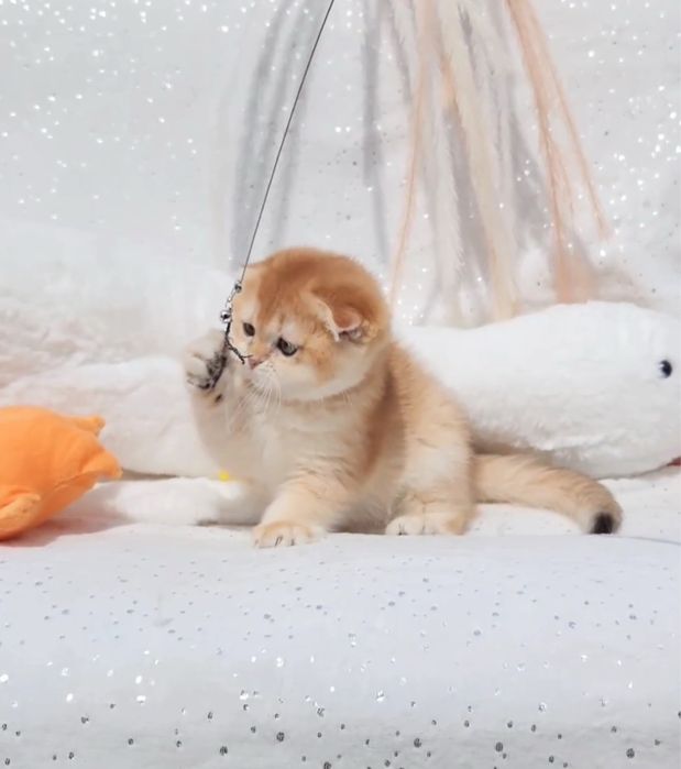 Неймовірно красива дівчинка вислоуха шотландська