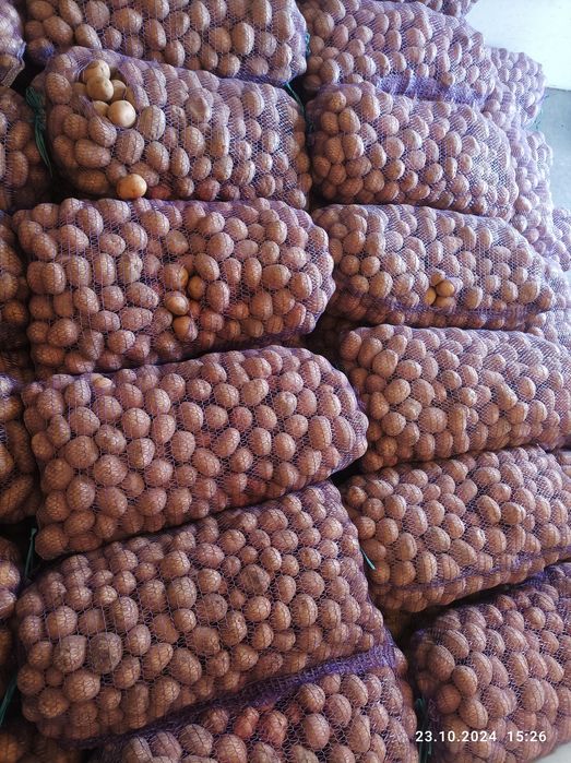 Продам картоплю  Ривєра,ультра раня Саншайн 40 денка,Коломбо, Белароса