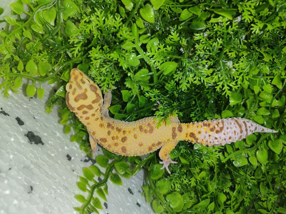 Gekony lamparcie