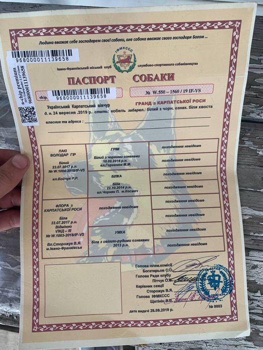 Український карпатський вівчур