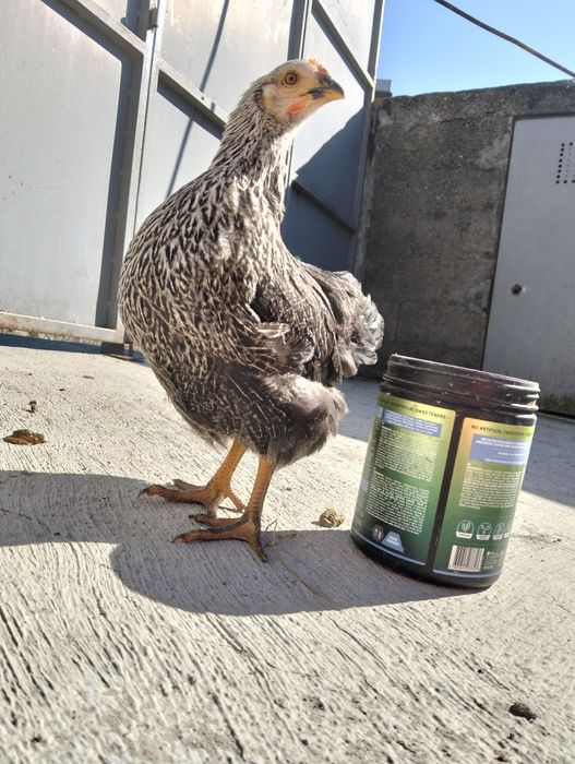 Vendem-se pintos e derivados