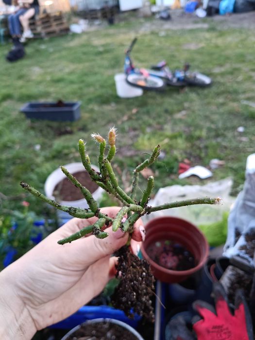 Rhipsalis , patyczak#3