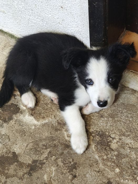 Border collie macho puro
