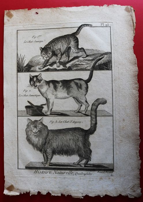 Felinos gravura de Benard para a enciclopédia Diderot e D'Alembert XVIII