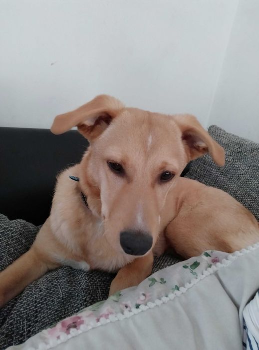 Miły piesek do adopcji