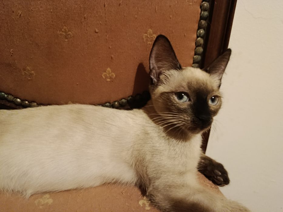 Gatinhos siamêses para adoção