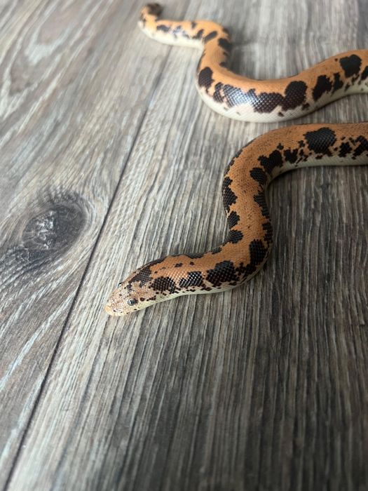 Wąż piaskowy samiec