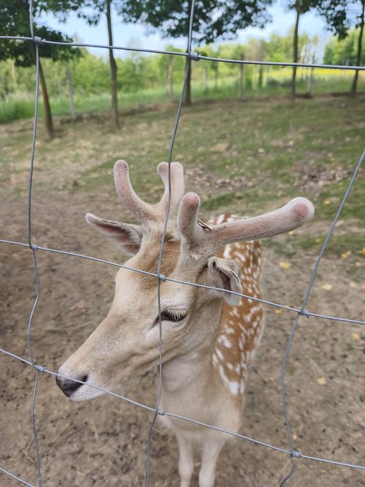 Agroturystyka noclegi mini zoo