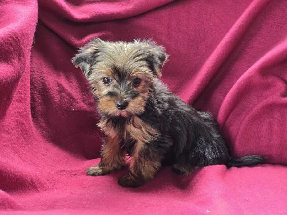 Suczka Yorkshire terrier