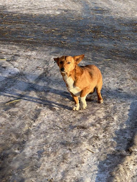 Собачка Собака Песик Цуцик