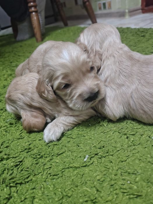 Продаються щенята англійського кокер спаніеля