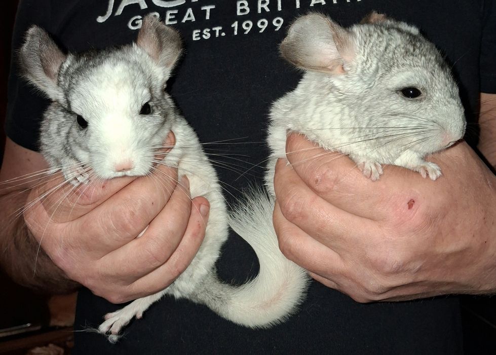 Продам чарівних пухнастиків