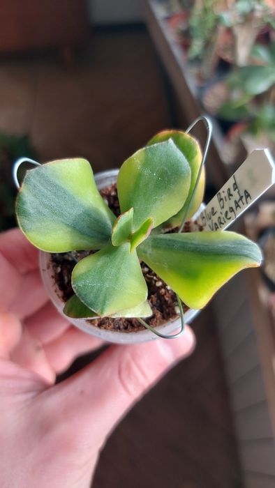 Crassula Blue Bird variegata  Крассула Блуберд вариегата